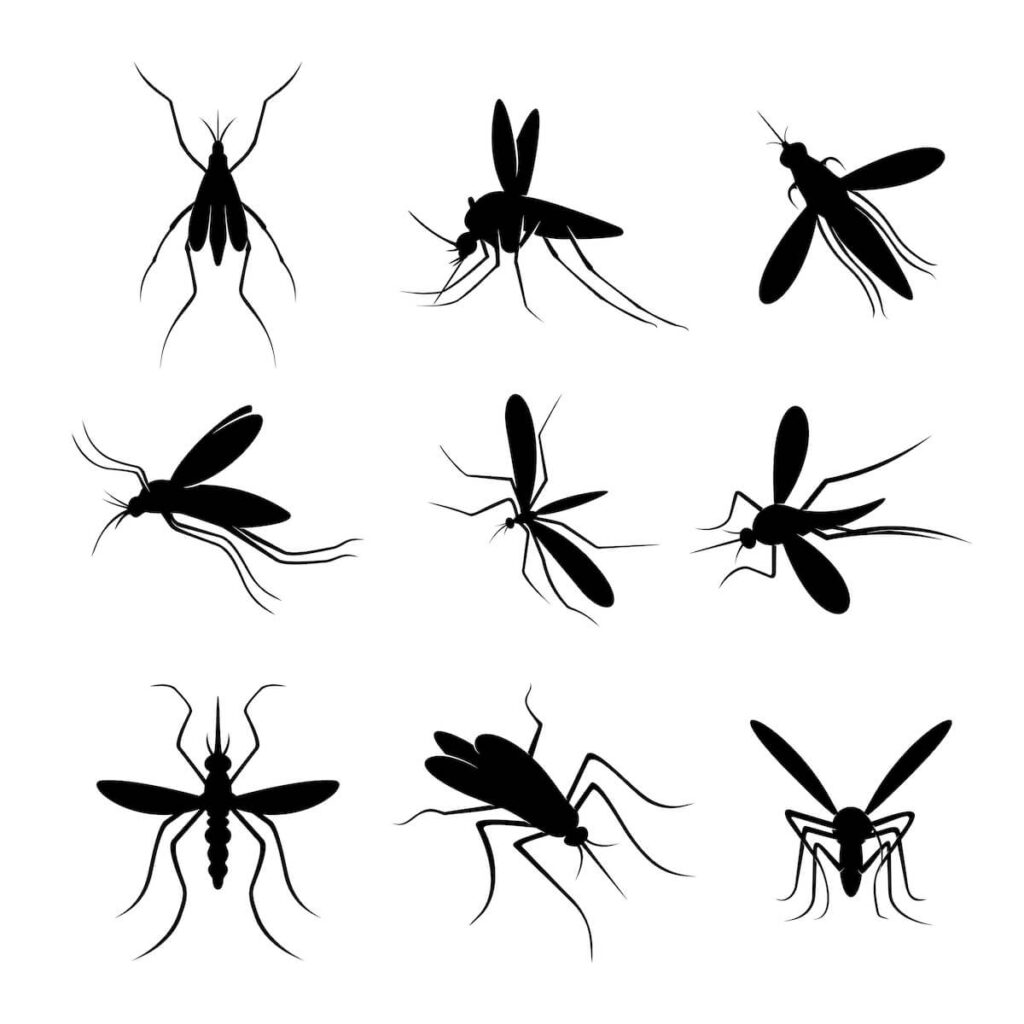 mosquitos 